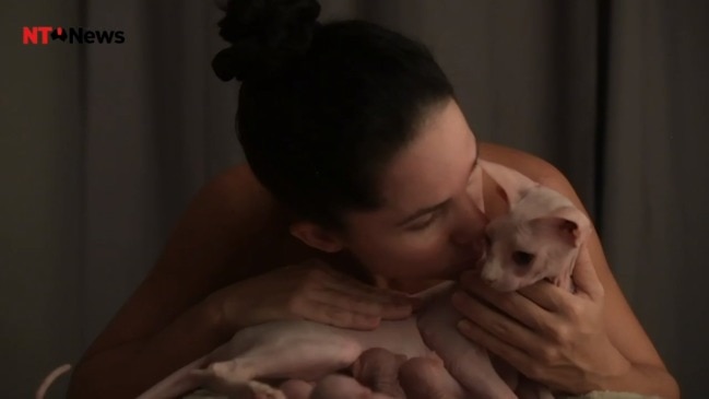 Newborn Sphynx Cats