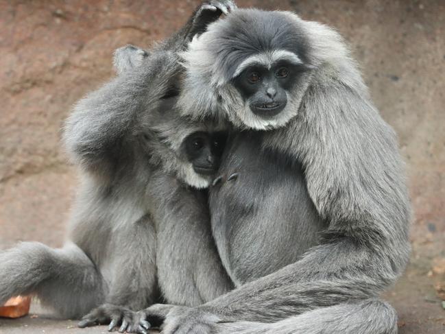 Silver gibbons enjoying some quiet time. Picture: Tim Hunter.