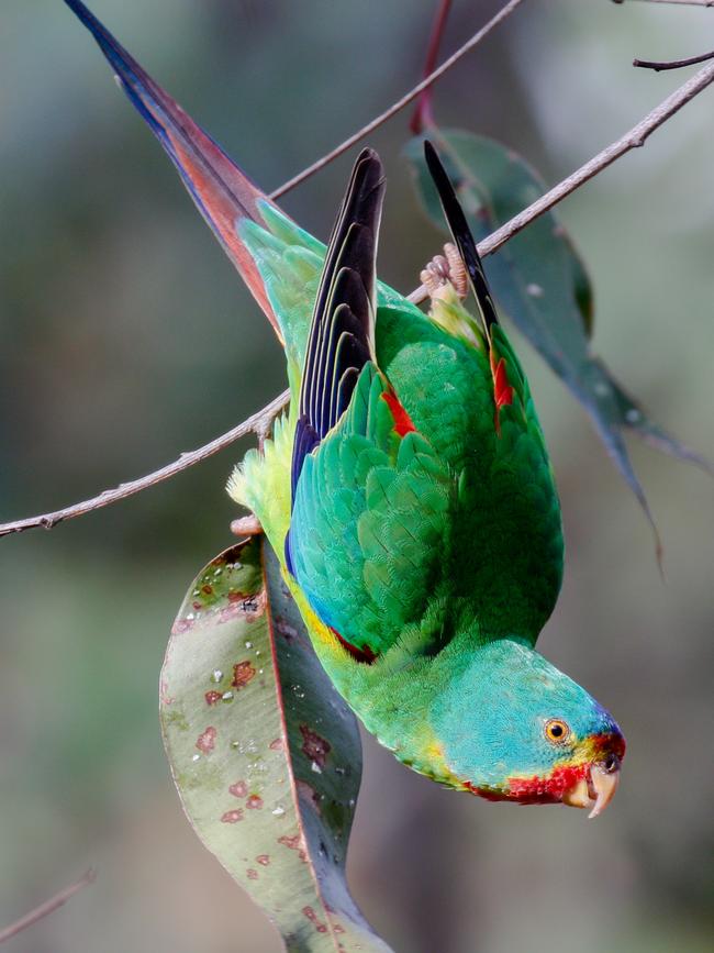 Swift parrots introduced to ZooDoo Zoo. Picture: Mick Roderick, courtesy of Mindaribba LALC.