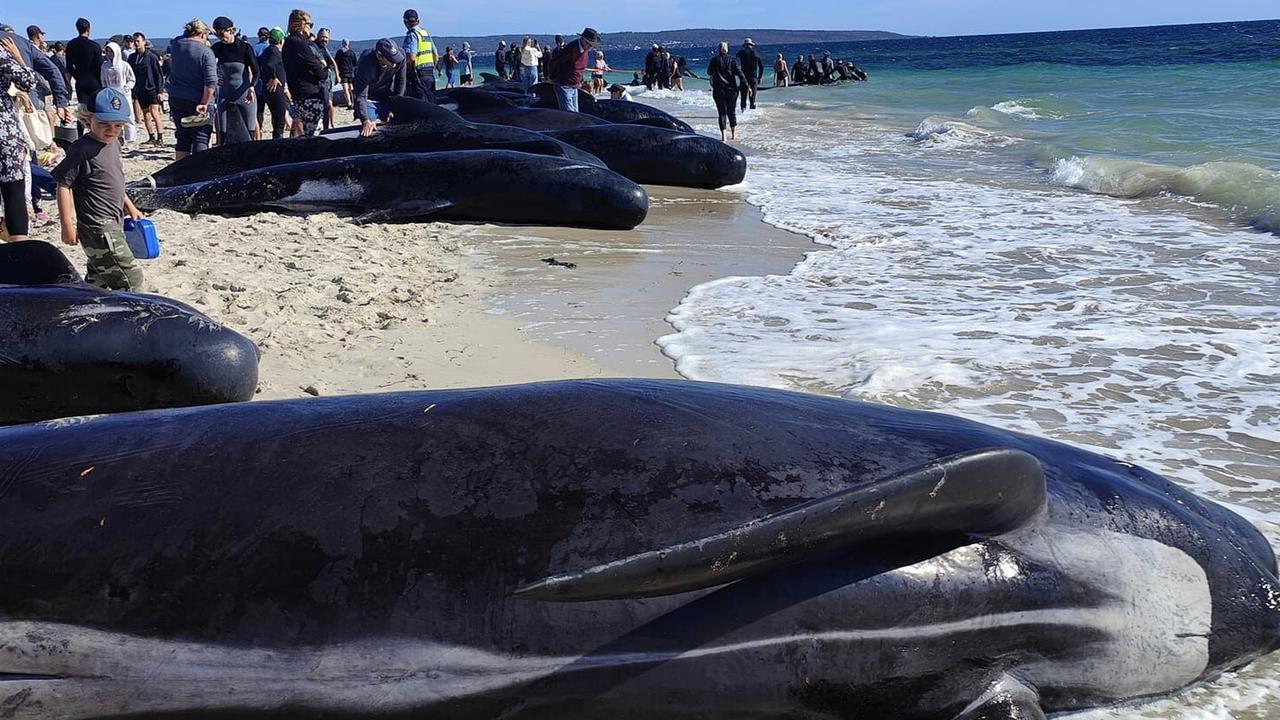 Authorities and wildlife rescuers have saved more than 200 pilot whales from a mass stranding on a beach in Western Australia’s southwest, that sadly saw about 30 die. Picture: Facebook