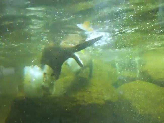 How these Otters stay cool during the summer