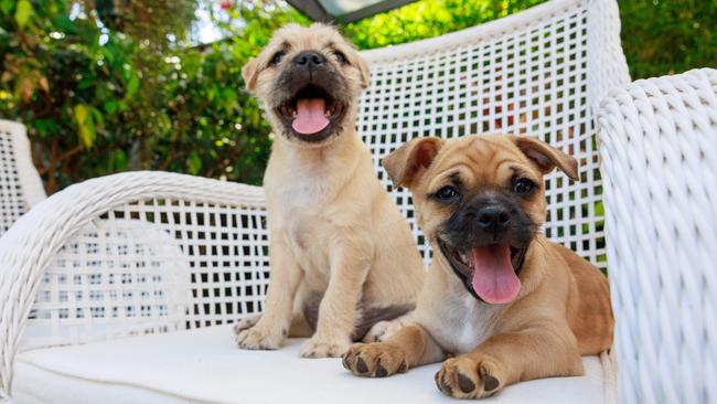 Rescue puppies, Bob and Lionel, in the Westleigh suburb of Sydney on November 25, 2024. Picture: Justin Lloyd.