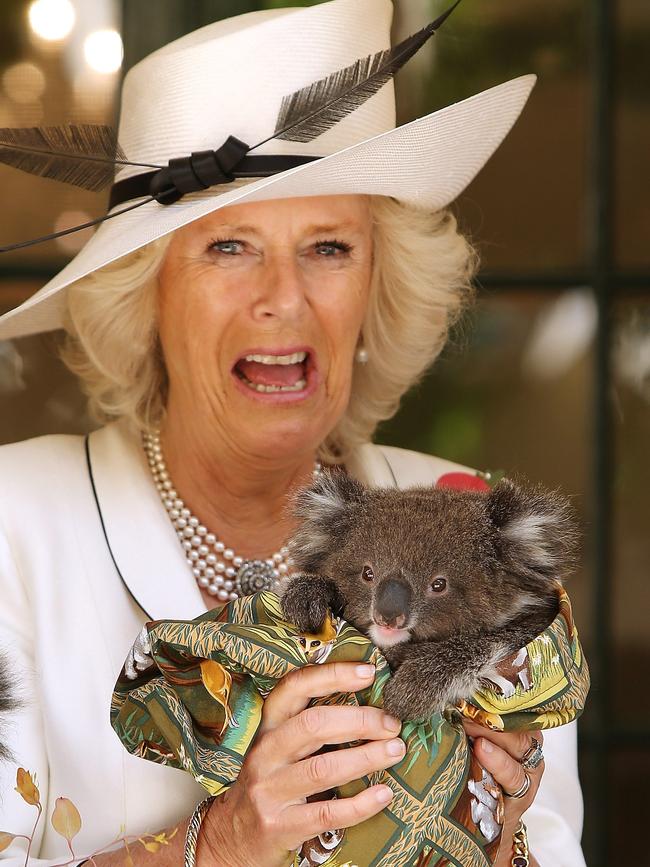 Camilla holds a koala in 2012. Picture: AP