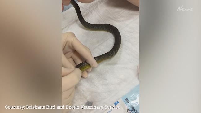 Wild snake has worms removed from it