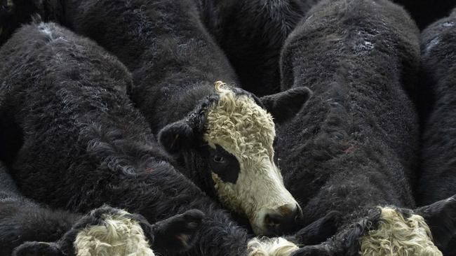 Heavier steers sold to better demand at Mortlake today. Picture: Zoe Phillips