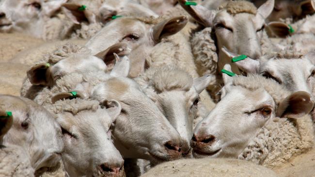 The gap has been narrowing between mutton and lamb prices for most of the year.