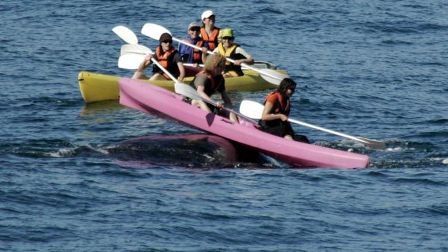 PIC BY DAVE DE BEER/CATERS NEWS - (PICTURED: A whale surfaces right under a Kayak.) - Whale hello there! This is the jaw-dropping moment a 50 tonne whale lifted two kayakers out of the water. The kayakers were paddling with other kayakers in Hermanus Bay, a popular spot for whale watching when they got the shock of their lives. A giant Southern Right Whale swam beneath their boat and came to the surface, lifting their kayak out of the water.The whale held the kayak on its back for a few seconds before gentling placing it back down and swimming away. The incredible images were captured by whale lover and photographer Dave de beer near to his home in Hermanus, Cape Town. SEE CATERS COPY