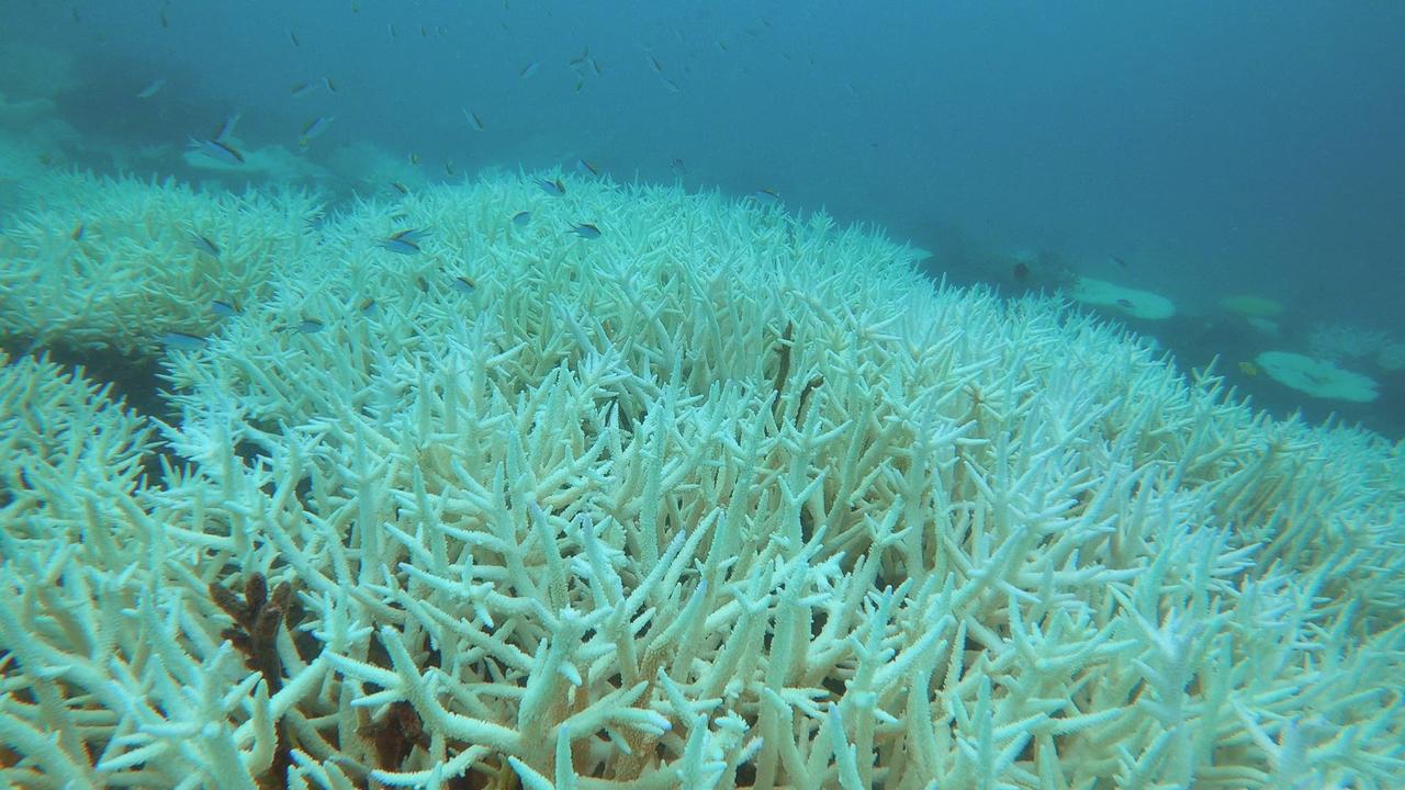 coral bleaching great barrier reef | The Courier Mail