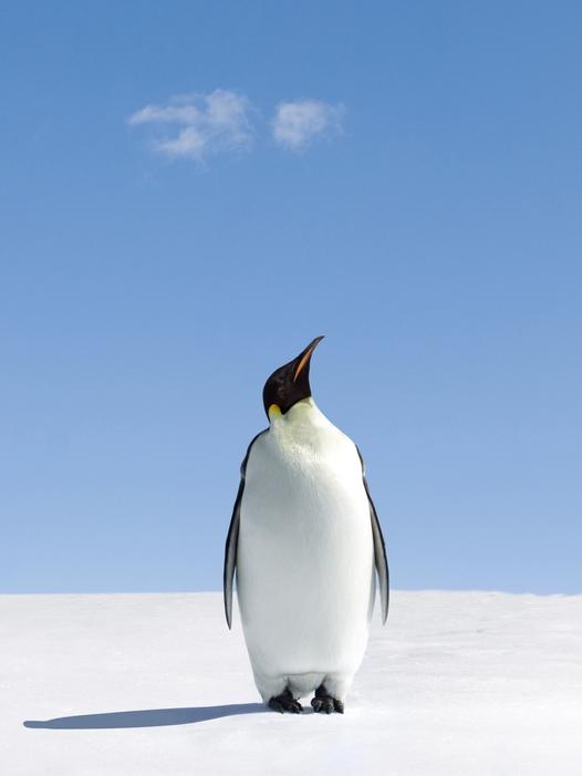 ‘We see a lone young male emperor penguin hundreds of kilometres from where he should be.’