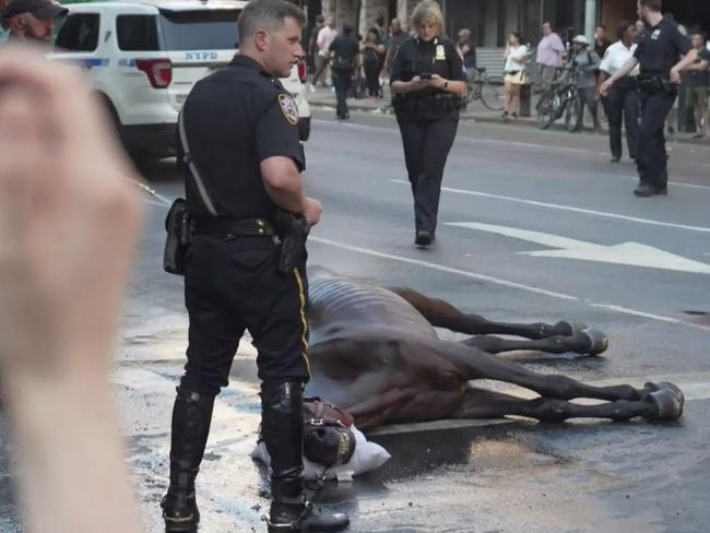 The NYPD’s mounted unit arrived to revive and hydrate the horse. Picture: Supplied