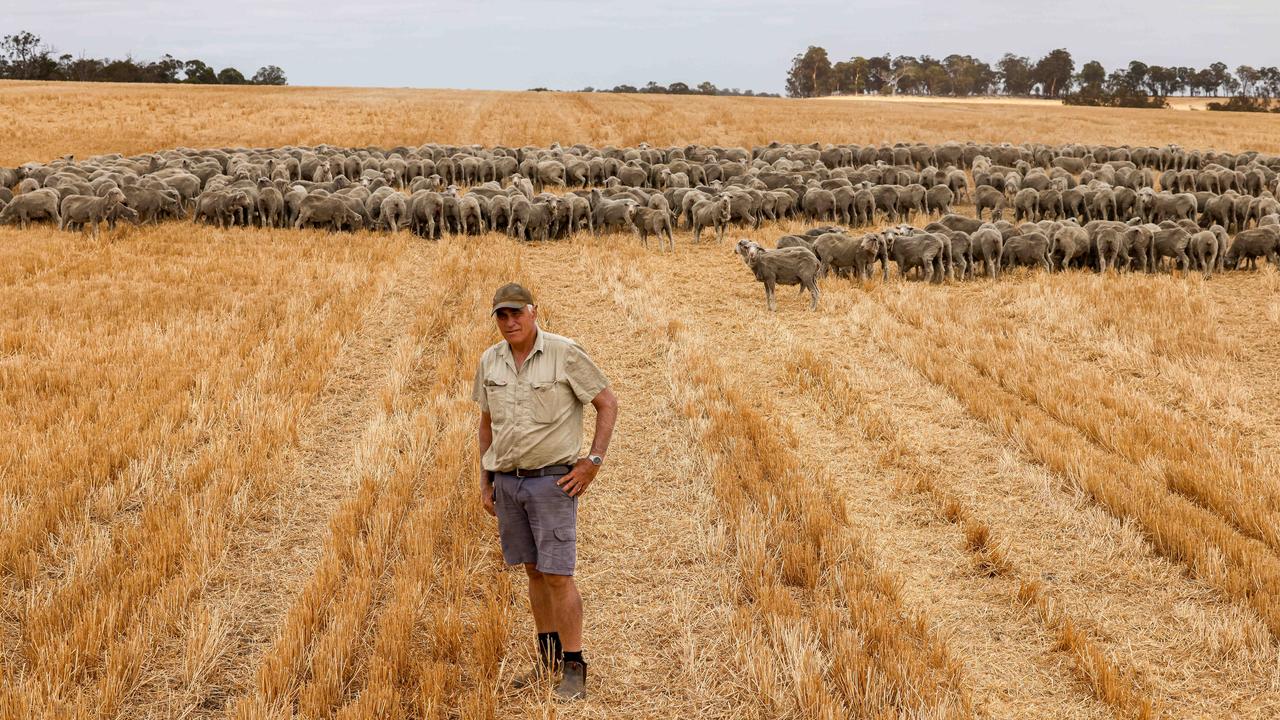 The final straw as sheep farming goes to the dogs