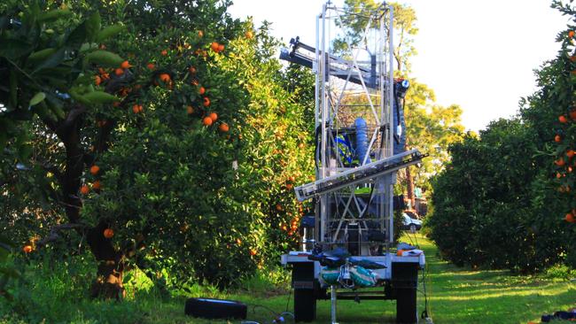 Ripe Robotics’ prototype robot Clive at work picking oranges in Victoria.