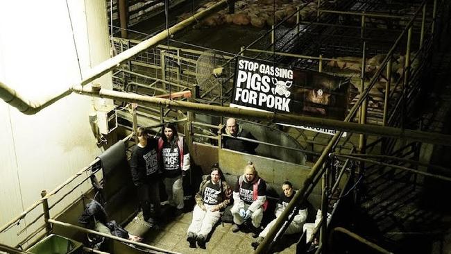 Farm Transparency Project animal activists hid cameras in three Victorian slaughterhouses to record the gas stunning of pigs. Picture: Farm Transparency Project