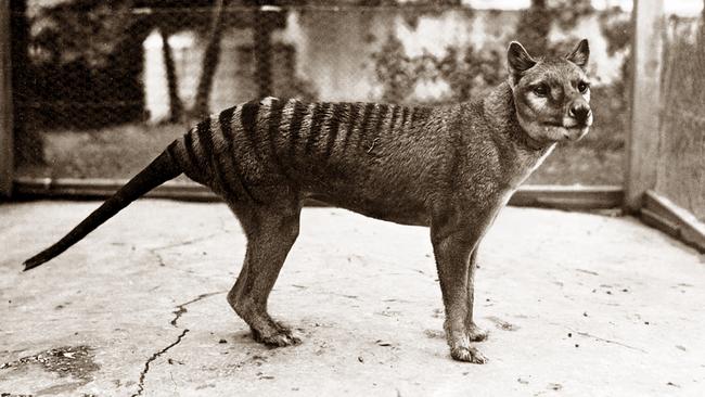 Researchers have uncovered three new species of thylacine in fossils discovered in north-western Queensland.