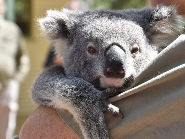 Koala-fied celebrity: How Triumph became the most famous koala in the world