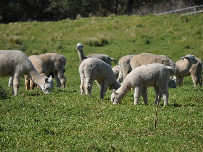 Millpaca is a professionally-run alpaca stud farm, based in Berry