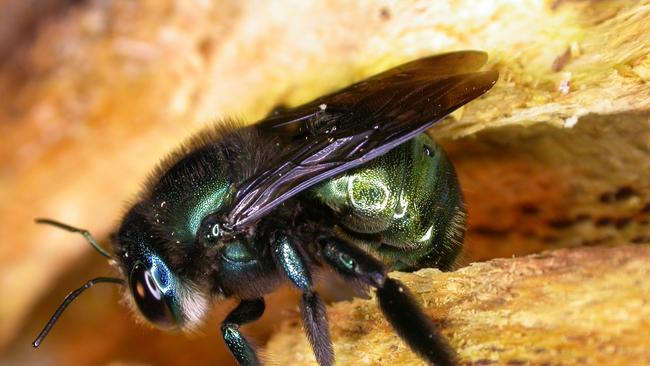 A female green carpenter bee. The SA Museum is involved in setting out artificial nesting sites in balsa wood. Picture: Remko Leijs