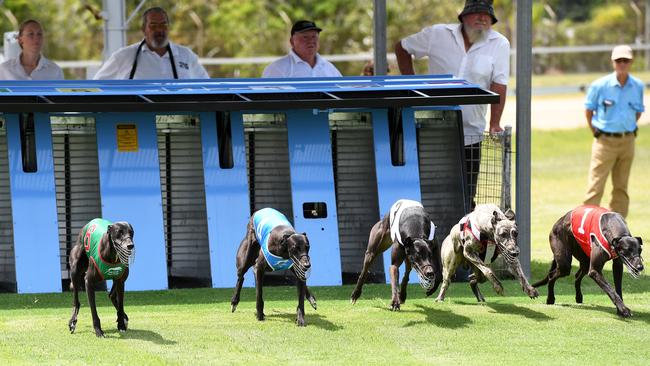 The start of race one at the Bundaberg Greyhound Racing Club.