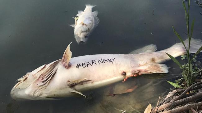 A dead fish at the Menindee with Barnaby written on it. Picture: Kate McBride