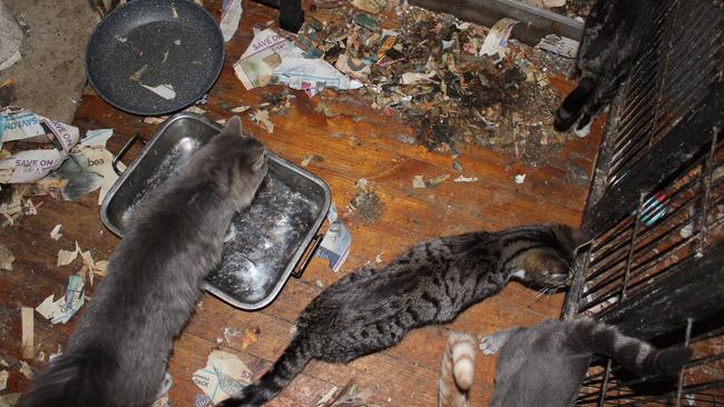 Inspectors found numerous cats in the same cage in a room of the home, with no food or water. Picture: Supplied by RSPCA