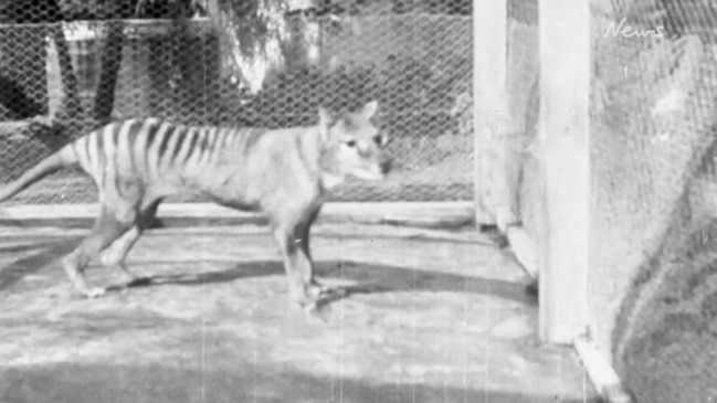 Can the Extinct Tasmanian Tiger Be Brought Back to Life