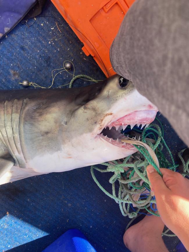 The shark that bit the teen. Picture: Supplied