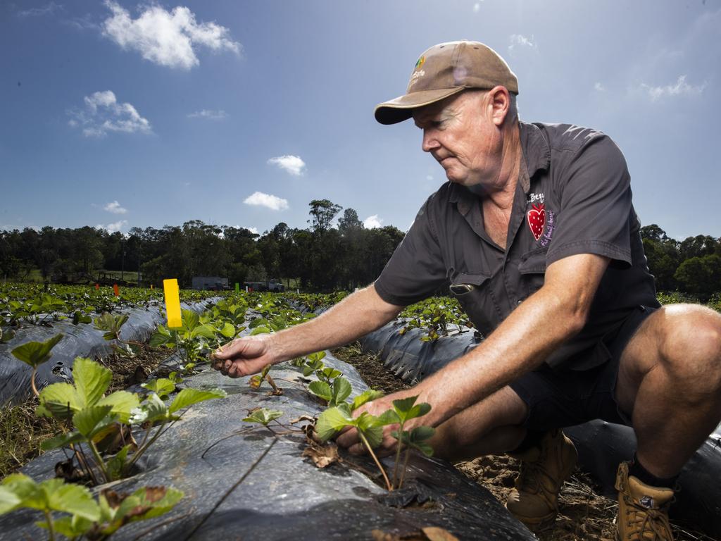 Luvaberry Farmer and President of the Strawberry Growers Association Adrian Schultz on his farm at Wamuran. Picture Lachie Millard