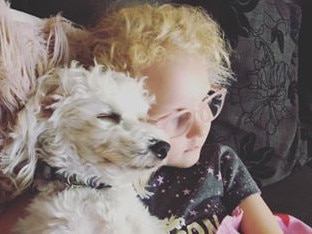 Buddy our 1 year old cavoodle. He is snoozing happily on my daughter, Millie. Submitted by Deborah Dowd.