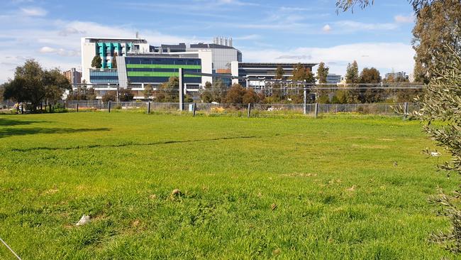 The olive grove near the Adelaide Gaol where the new WCH carpark will be built. Picture: Colin James