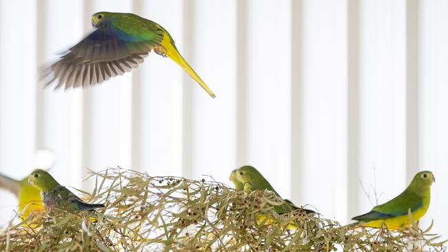 Orange-bellied parrots in the new breeding enclosures. Picture: RICHARD JUPE