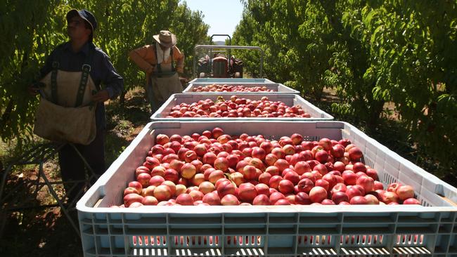 The peak body says many crops will go unpicked and wasted.