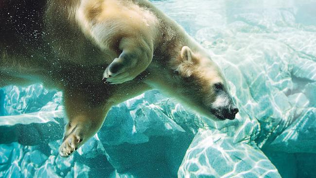 See polar bears swim at Sea World.