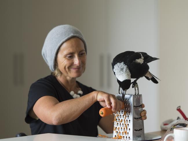 Sam Bloom with penguin the magpie, which inspired a book called Penguin Bloom: The Odd Little Bird Who Saved A Family. Picture: Cameron Bloom.