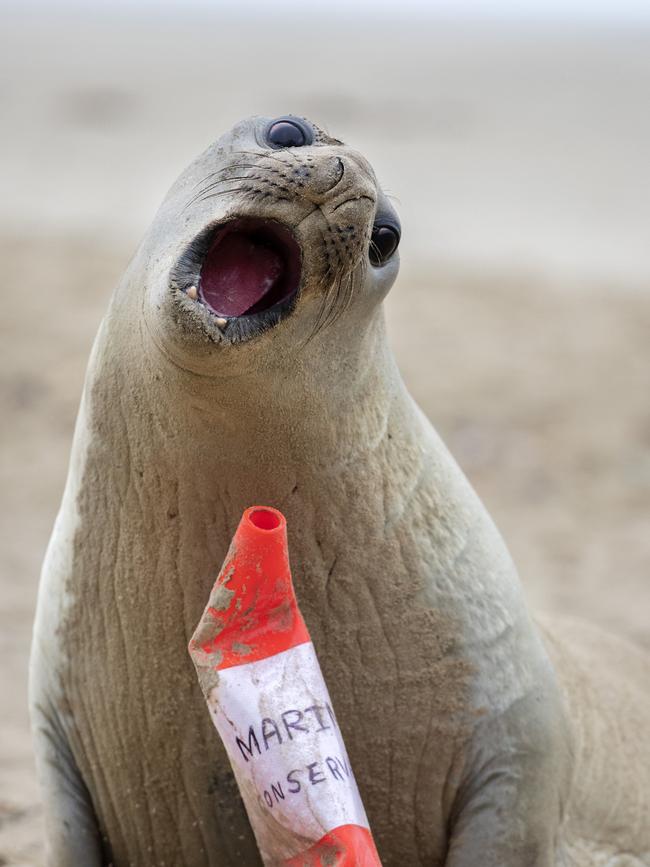 Neil the elephant seal is back on a beach near Hobart. Picture: Chris Kidd