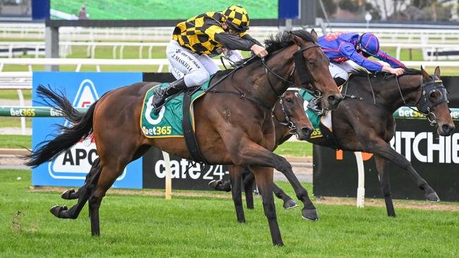 El Poder Del Sol showed his staying ability with his impressive Geelong maiden win earlier this month. Picture: Racing Photos via Getty Images