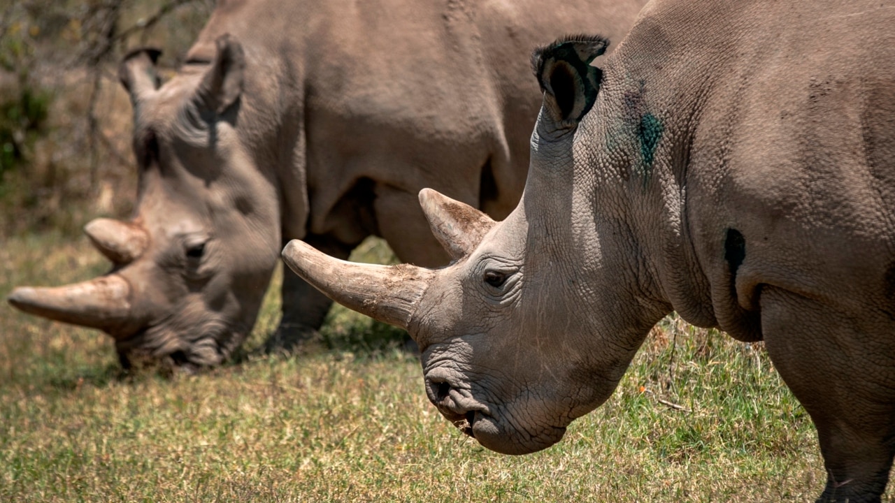 Desperate efforts to save African rhino species