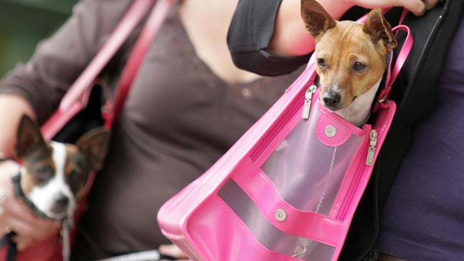 Dogs carried around in handbags are referred to as ‘fur babies’.