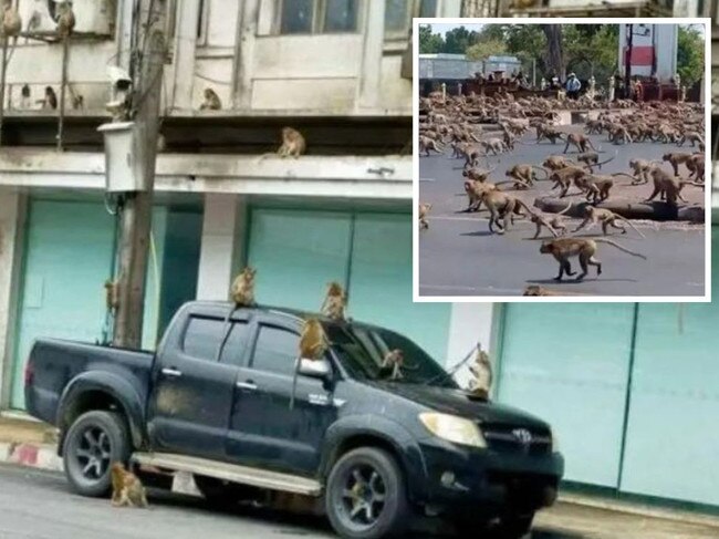 An Army of thousands of monkeys have run a city in central Thailand into the ground.