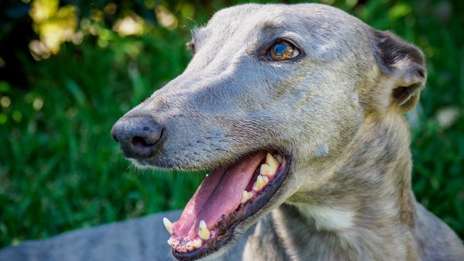 Leigh Mitchell pleaded guilty to animal abuse charges after he dropped a deceased dog off at a veterinary clinic.