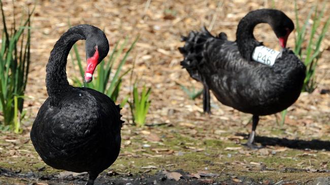 Mr Barber’s advice has gone viral and there are fears that locals will feed bread to the Coast’s swan population.