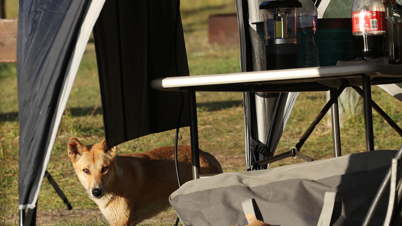 Campers report the animals invading their campsites in search of food. Picture: Picture: Liam Kidston