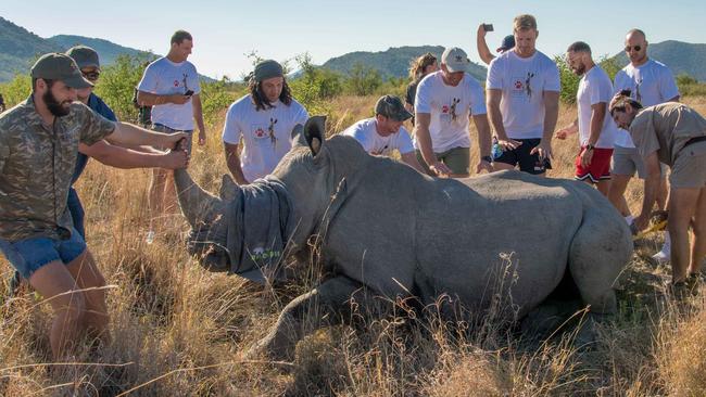 Melbourne Rebels players get involved in saving a rhinoceros.