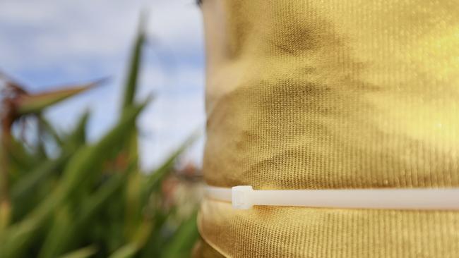 Cable ties hold the gold ribbon wrapped around trees, as part of Bayside Council’s Christmas decorations across nine shopping precincts. Picture: Valeriu Campan.