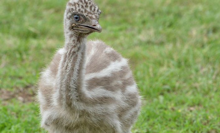 Snowy the albino Emu | The Courier Mail