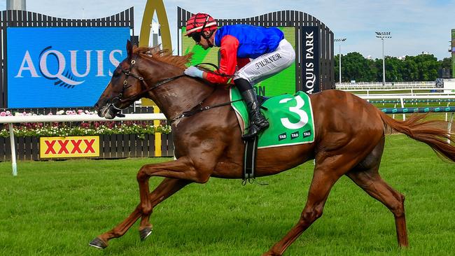 Exciting colt Deep Focus wins his first race on the Gold Coast for Paul Shailer. Picture: Grant Peters/Trackside Photography