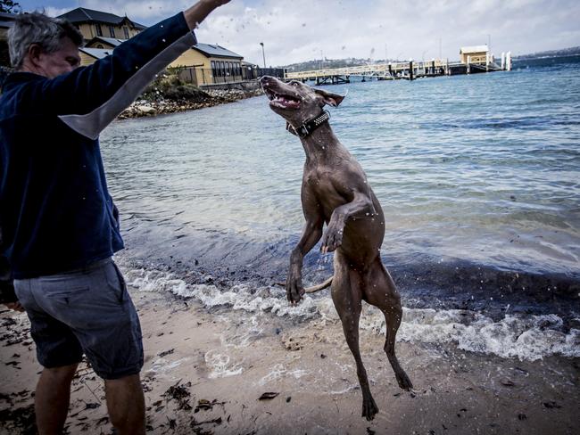 Spencer’s owner says jump. Spencer says ‘how high?” Picture: Suzanne Stevenson