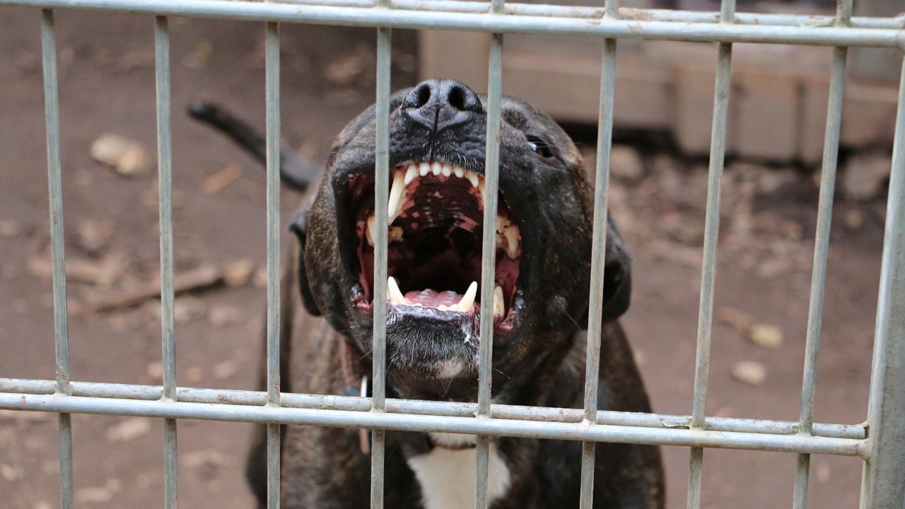 Dog owners warned as attacks against posties rise