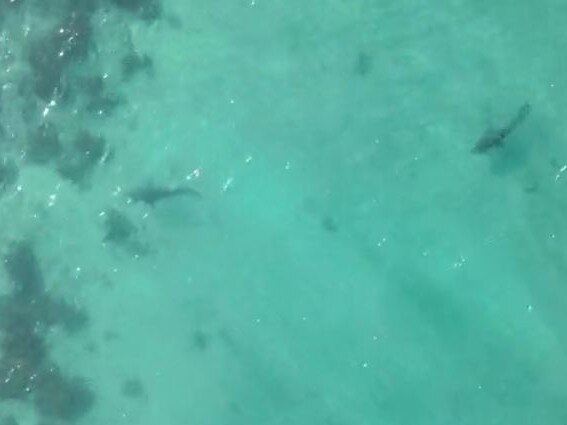 A drone pictures sharks in the water off Shelly Beach.. Picture: Surf Life Saving NSW