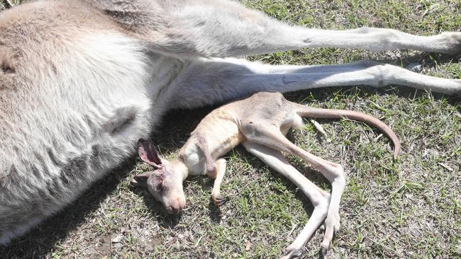 A baby joey has died along with its mother. Picture: Richard Gosling