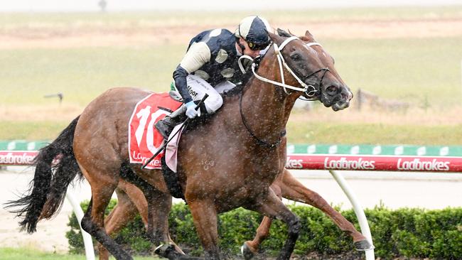 Littlebirdie can bounce back to winning form when he heads to The Valley on Friday night. Picture: Racing Photos via Getty Images.